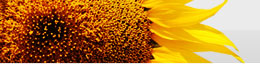 Web site design, print design, multimedia development, signs and displays design, internet solutions